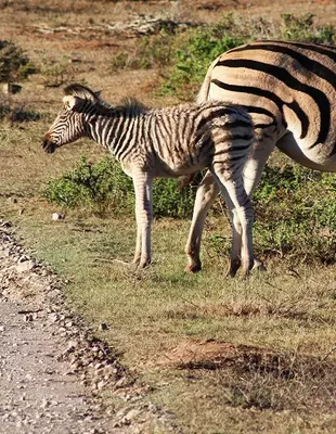Jonge zebra's bij zonsondergang in het Kariega Game Reserve in Zuid-Afrika