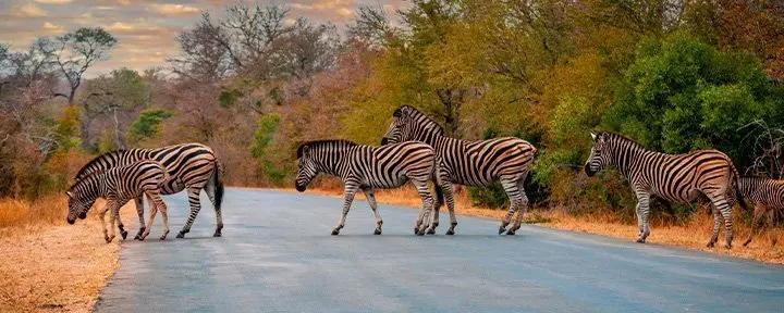 Zebra’s steken de weg over in het Krugerpark