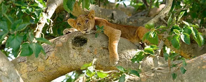 Leeuwenwelp in een boom in Oeganda