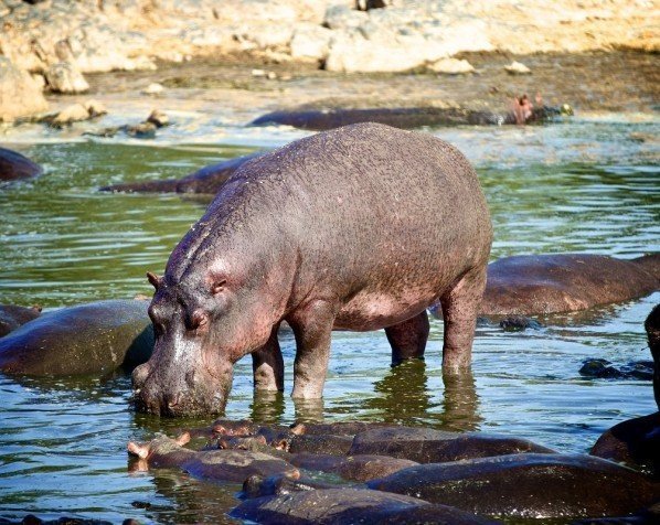 Hippopools, Serengeti