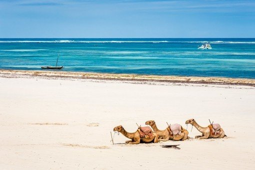 Dromedarissen op het strand in Mombasa