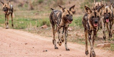 Wilde honden in het Krugerpark