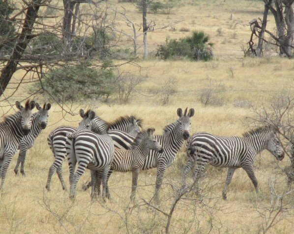 Groep zebra's in Krugerpark