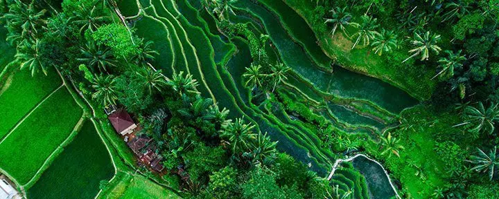 Tegallalang rijstvelden op Bali, Indonesië